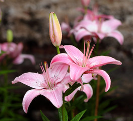Colorful spring flowers lily