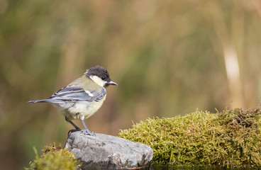 mésange charbonnière