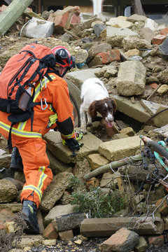 Search And Rescue Dog Searcing Building Rubble