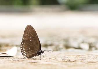 beautiful butterfly on the rocks near water nature