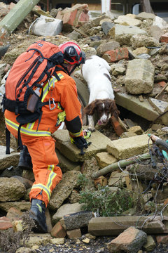 search and rescue dog searcing building rubble