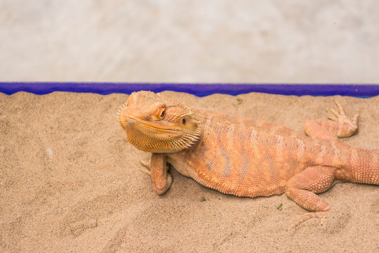 Bearded Dragon on sand