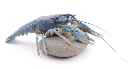Blue crayfish.