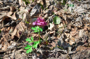 purple spring flower
