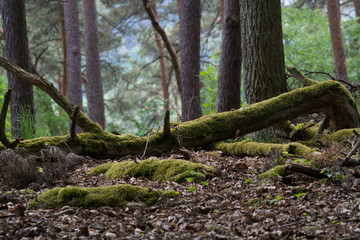 Decay and growth. Wild forest with fallen trees