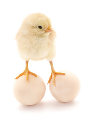 Obraz premium Chicken and eggs.