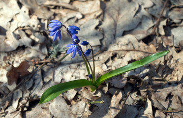 blue snowdrop