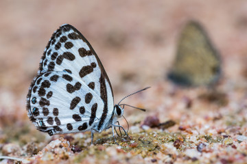 Fototapeta na wymiar Common Pierrot butterfly