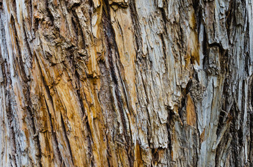 Tree bark wooden texture for background