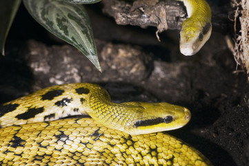 Orthriophis taeniuru