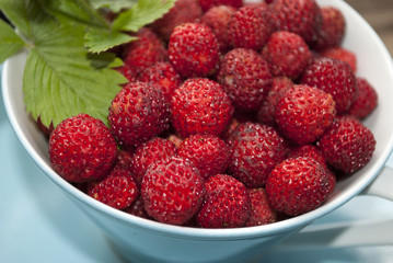 Walderdbeeren - Erdbeeren in blauer Porzellan Tasse aus den 50er Jahren