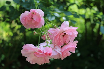 Rosa Begonienblüten