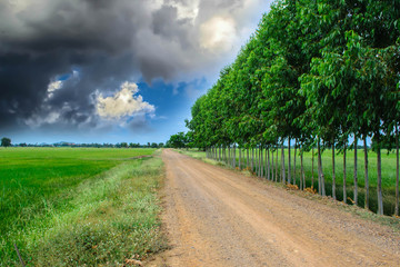 green rice field and laterite