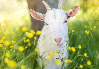 Cute goat in nature