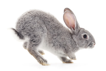 Fototapeta premium Baby rabbit.