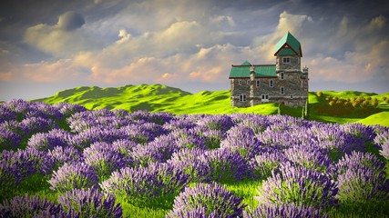Lavender fields 