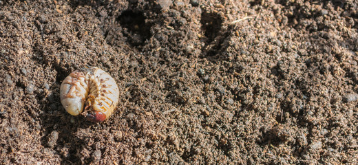 rhinoceros larva