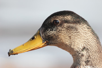 gadwall