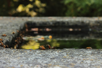 thirsty bees