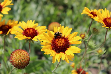 bee on Echinacea