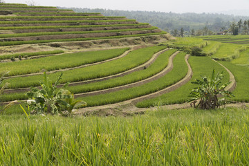 Reisanbau, Reisterrassen auf Bali