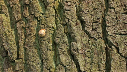 Hain-Bänderschnecke (Cepaea nemoralis) auf Eichenrinde