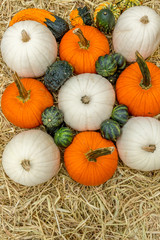 Pumpkins squash and gourds