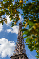 Eiffel Tower through the trees