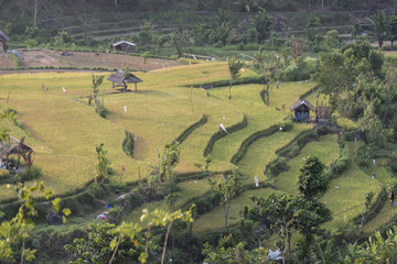 Reisanbau, Reisterrassen auf Bali