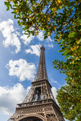 Fototapeta na wymiar Eiffel Tower through the trees