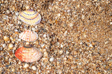 colored seashells on the beach