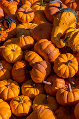 Pumpkins squash and gourds