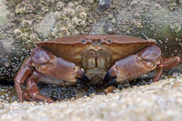 Brown Crab (Cancer Pagarus)/Brown Crab on a barnacle covered rock