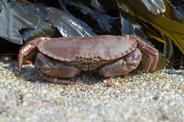 Brown Crab (Cancer Pagarus)/Brown Crab on a barnacle covered rock