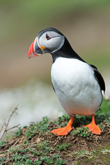 Atlantic Puffin (Alca Arctica)/Puffin amongst the ground cover of The Wick on Skomer Island
