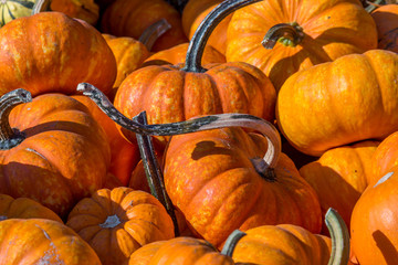 Pumpkins squash and gourds