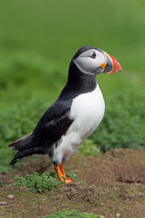Atlantic Puffin (Alca Arctica)/Puffin amongst the ground cover of The Wick on Skomer Island