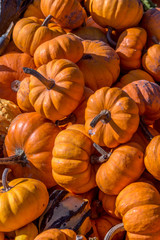 Pumpkins squash and gourds