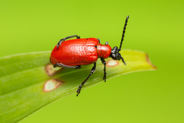 Scarlet lily beetle, Lilioceris lilii on damaged leaf