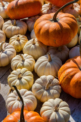 Pumpkins squash and gourds