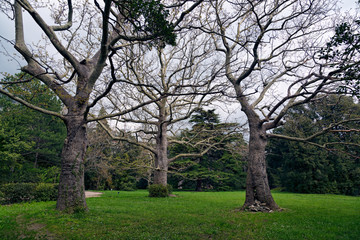 Three big old tree in the meadow.