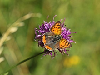 Kleiner Feuerfalter (Lycaena phlaeas) auf Skabiosen-Flockenblume (Centaurea scabiosa)
