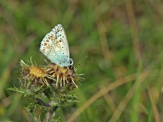 Silbergrüner Bläuling (Polyommatus coridon) auf Golddistel (Carlina vulgaris)
