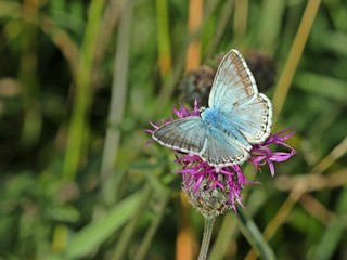 Silbergrüner Bläuling (Polyommatus coridon) auf Skabiosen-Flockenblume (Centaurea scabiosa)