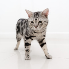 Fototapeta na wymiar American shorthair cat
