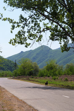 Fototapeta road and in the mountains