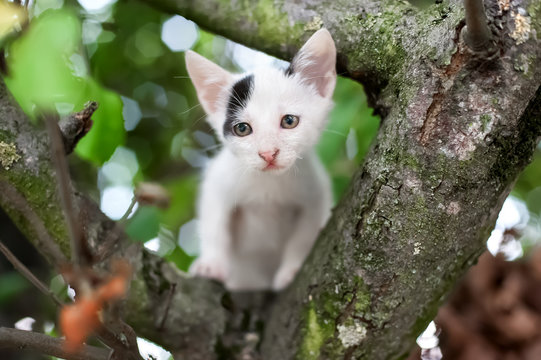 Cute little kitten on the tree in garden / Cat climbing the tree