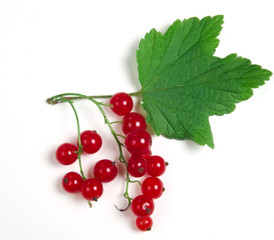 berries of red currant