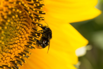 Hummel auf Sonnenblume
