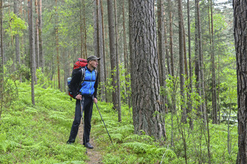 Hiker in a pine forest